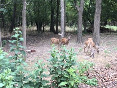 Odocoileus virginianus texanus