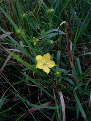 Lysimachia quadriflora