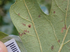 Neuroterus saltatorius