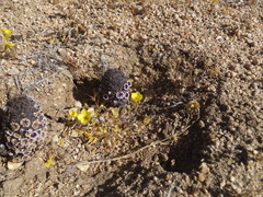Pholisma arenarium