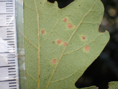 Neuroterus saltatorius