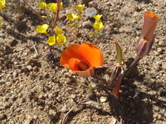 Calochortus kennedyi kennedyi