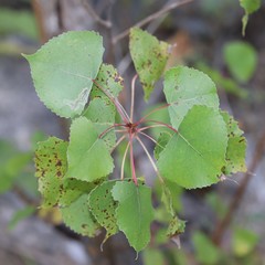 Populus deltoides deltoides