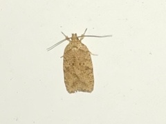 Agonopterix thelmae