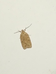 Agonopterix thelmae