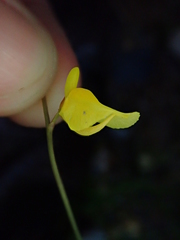 Loose Bladderwort (Utricularia laxa)