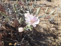 Stephanomeria parryi