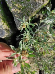 Gnaphalium rossicum