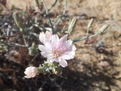 Stephanomeria parryi