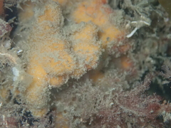 Stelligera montagui