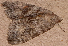 Catocala junctura