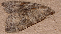 Catocala junctura