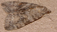 Catocala junctura