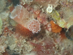 Aplidium turbinatum