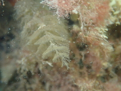 Crisularia plumosa