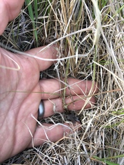 Dalea candida oligophylla