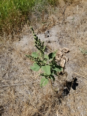 Cyclachaena xanthiifolia