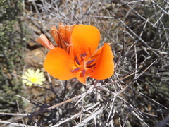 Calochortus kennedyi kennedyi
