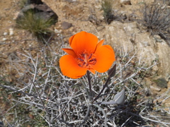 Calochortus kennedyi kennedyi