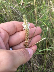 Dalea candida oligophylla