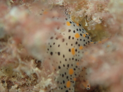Thecacera pennigera