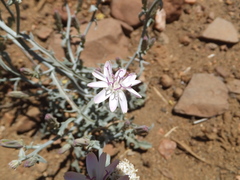 Stephanomeria parryi