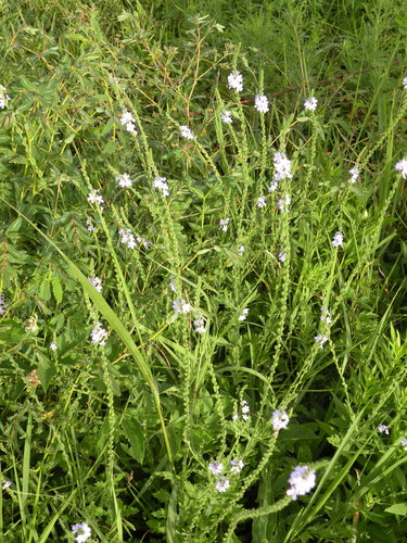 Gulf Vervain