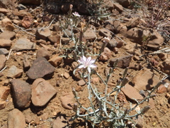Stephanomeria parryi