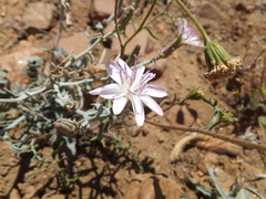 Stephanomeria parryi