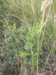 Dalea candida oligophylla