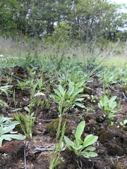 Panicum philadelphicum philadelphicum