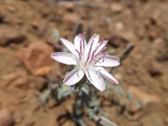Stephanomeria parryi