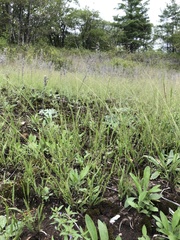 Panicum philadelphicum philadelphicum