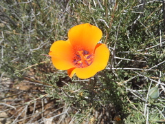 Calochortus kennedyi kennedyi