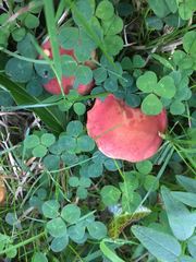 Hortiboletus rubellus
