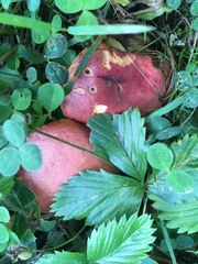 Hortiboletus rubellus