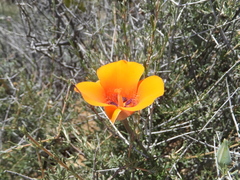 Calochortus kennedyi kennedyi