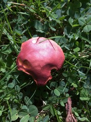 Hortiboletus rubellus
