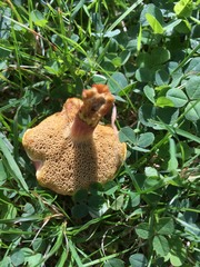 Hortiboletus rubellus