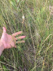 Dalea candida oligophylla
