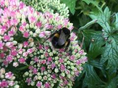 Bombus
