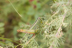 Heteracris pterosticha