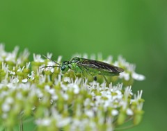Tenthredo olivacea