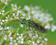 Tenthredo olivacea