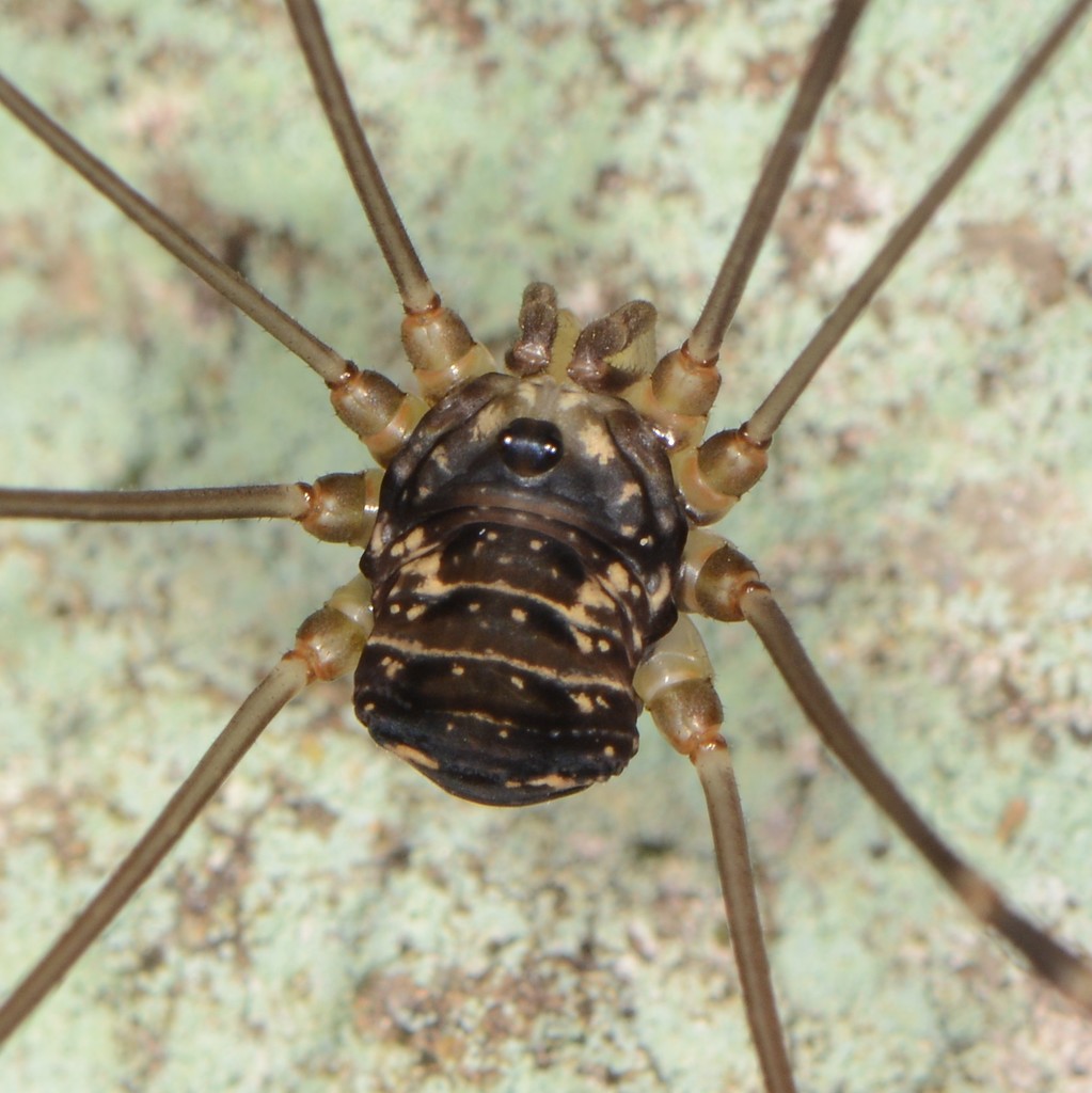 Nelima elegans