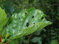 Taphrina sadebeckii