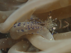 Periclimenes sagittifer