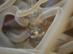 Periclimenes sagittifer