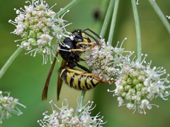 Vespula austriaca