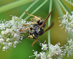 Vespula austriaca